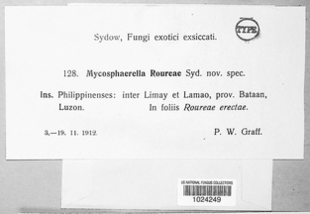 Mycosphaerella roureae image